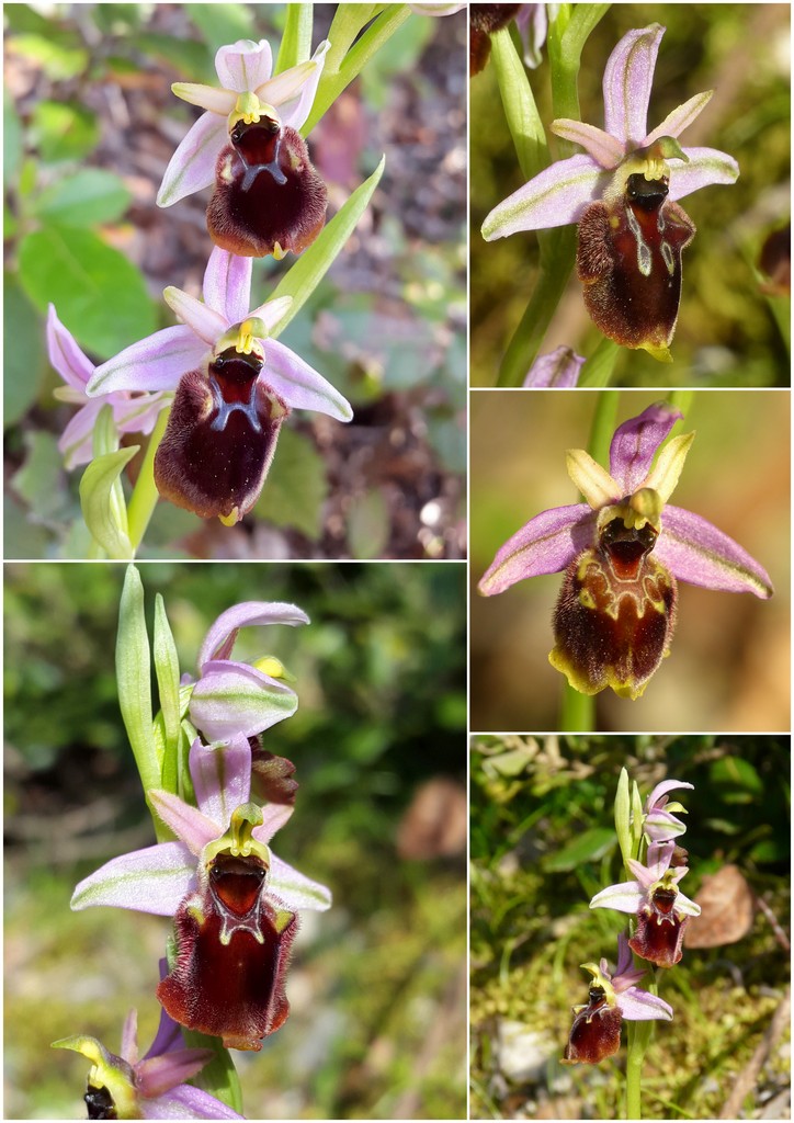 Orchidee in Sardegna, un fine settimana a 78 giri!